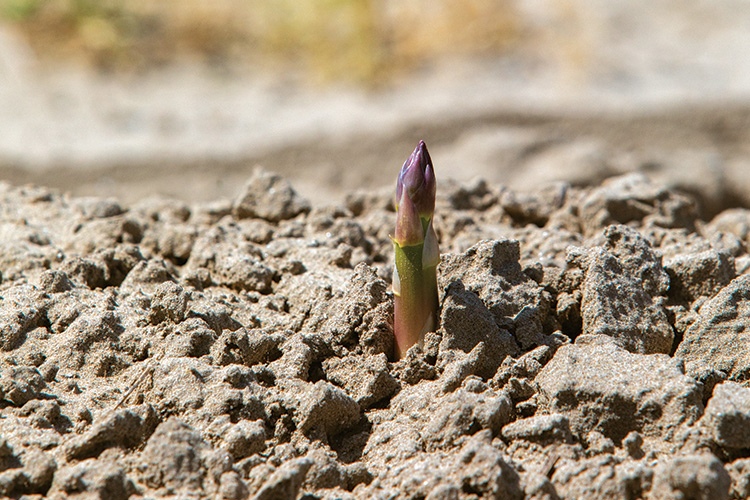 Ssperges des sables